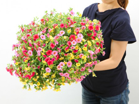 日頃の感謝の気持ちをギフトで伝えませんか。母の日はお花を贈ろう。